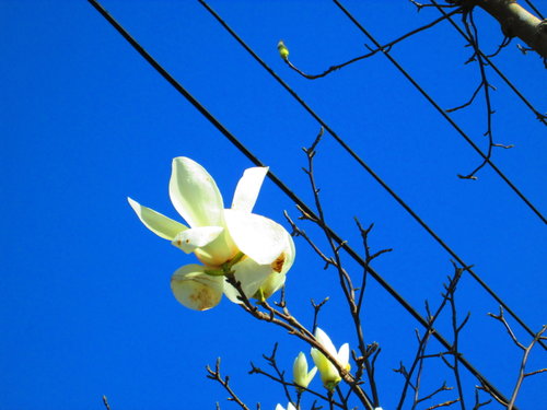 我的秘密花園&平等里賞櫻【平菁街42巷】