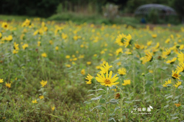 免費入場【2021愛戀關渡花現幸福】5公頃大片花海，北投景點