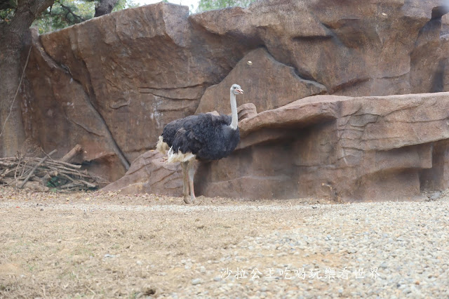 全台最老動物園『新竹動物園』全新打造沒有籠子友善動物園/新竹景點