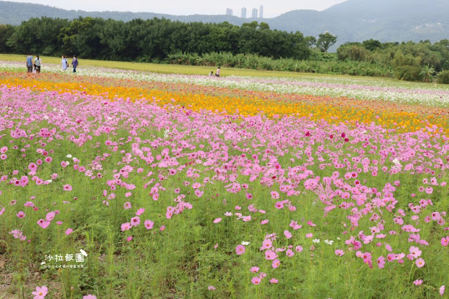 免費入場【2021愛戀關渡花現幸福】5公頃大片花海，北投景點