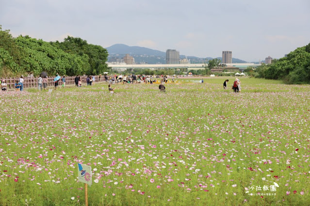 免費入場【2021愛戀關渡花現幸福】5公頃大片花海，北投景點