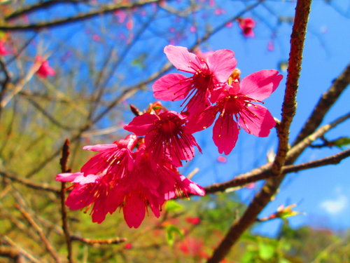 我的秘密花園&平等里賞櫻【平菁街42巷】