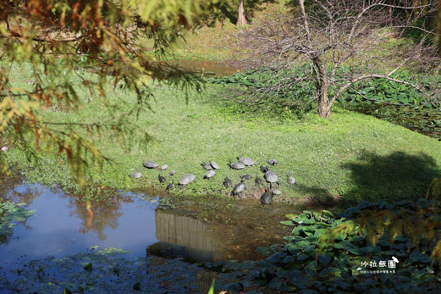 北投奇岩一號公園、落羽松、共融式兒童遊樂場、生態池