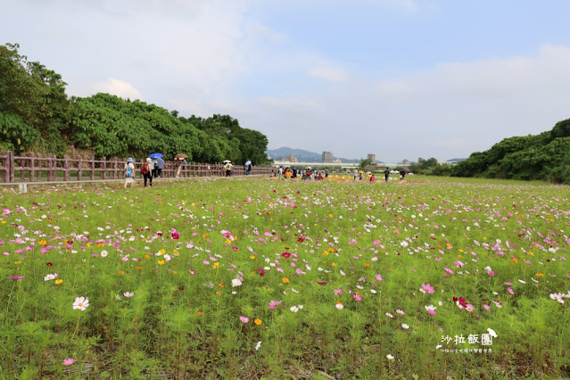 免費入場【2021愛戀關渡花現幸福】5公頃大片花海，北投景點