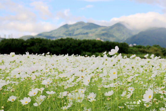 【免費入場】北投景點關渡花海2022愛戀關渡，花現幸福