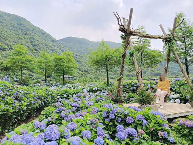 竹子湖繡球花『名陽匍休閒農莊』海芋、繡球花一起賞