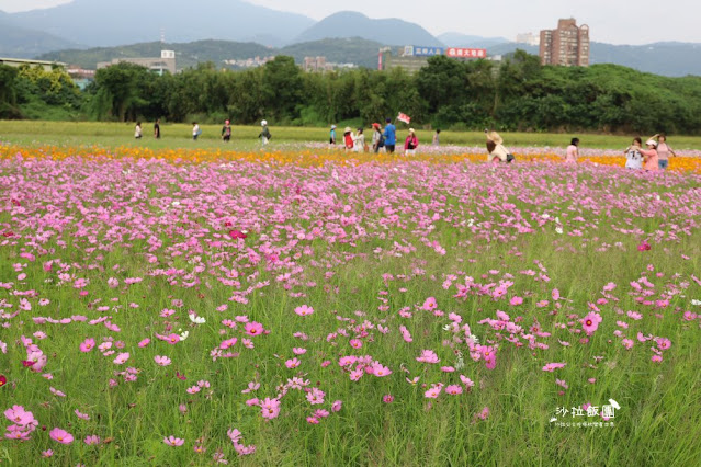 免費入場【2021愛戀關渡花現幸福】5公頃大片花海，北投景點