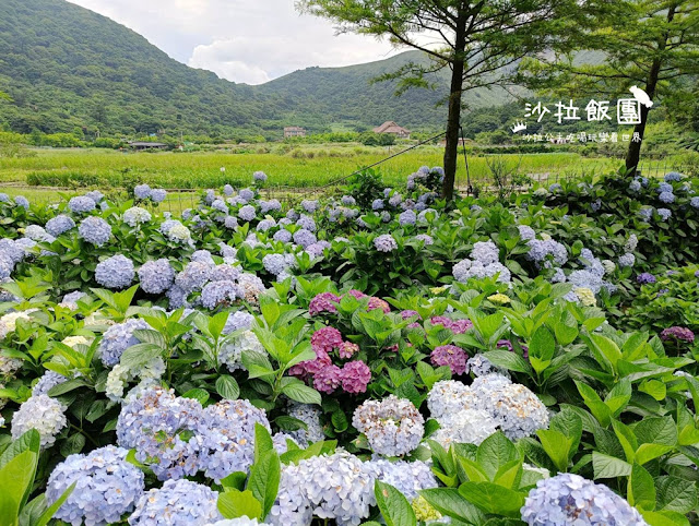 竹子湖繡球花『名陽匍休閒農莊』海芋、繡球花一起賞