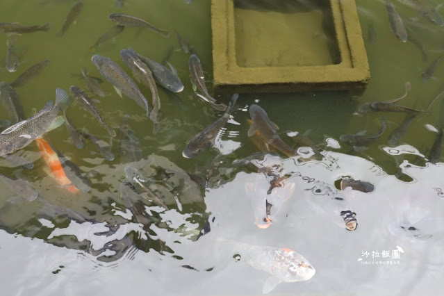 宜蘭景點『勝洋水草休閒農場』釣魚、划竹筏、溫泉魚、玩水、落羽松、IG彩虹傘、DIY