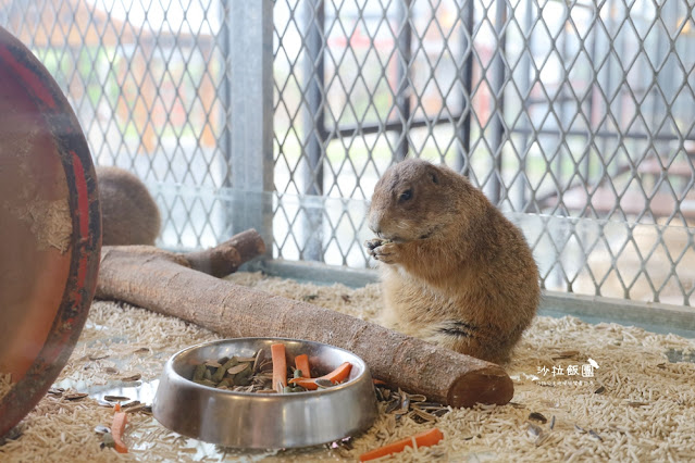 花蓮日式庭園景觀『張家的樹園』餵動物梅花鹿、草泥馬