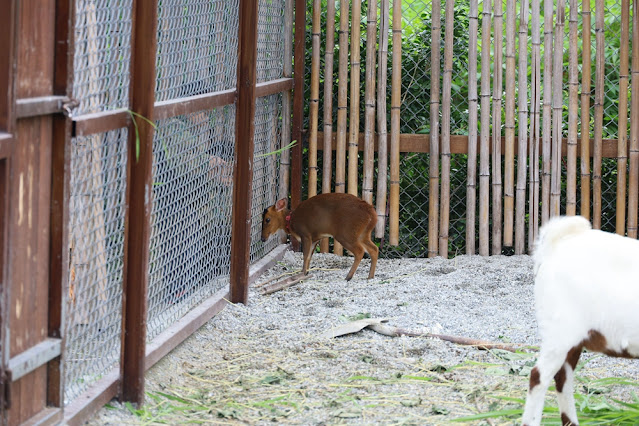 花蓮日式庭園景觀『張家的樹園』餵動物梅花鹿、草泥馬