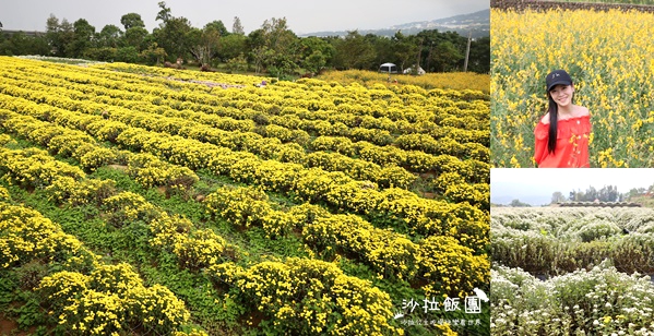 苗栗杭菊最新花況銅鑼杭菊、九湖休閒農場