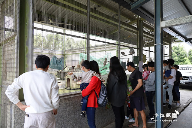 2500坪超狂親子民宿『親水89饗樂民宿』餵浣熊.溜羊.餵魚.餵兔子/大型磨石子溜滑梯/特斯拉充電站/有電梯