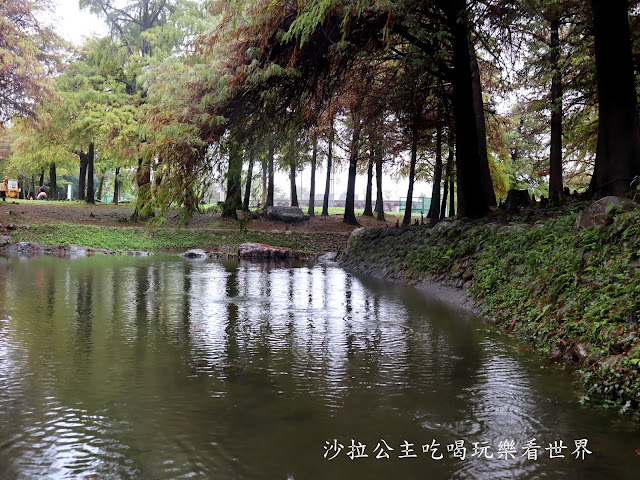 宜蘭羅東落羽松『羅東運動公園』冬季限定/宜蘭羅東景點