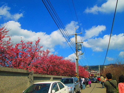 我的秘密花園&平等里賞櫻【平菁街42巷】