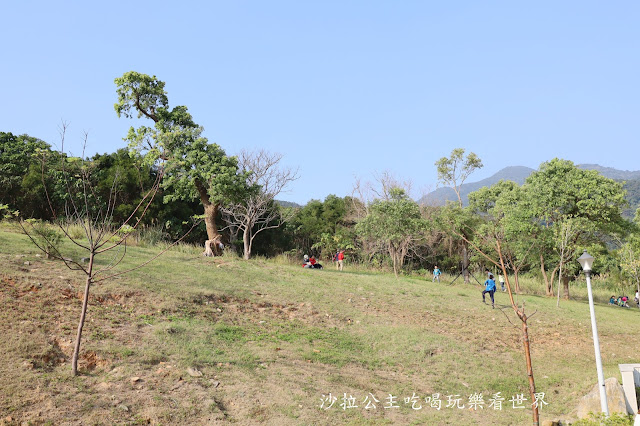 加碼鬱金香/迷你台版富良野『北投社三層崎公園』紫色薰衣草／北投景點