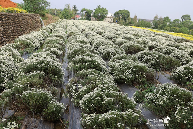 苗栗杭菊最新花況銅鑼杭菊、九湖休閒農場