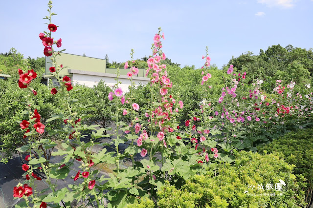 2500坪超狂親子民宿『親水89饗樂民宿』餵浣熊.溜羊.餵魚.餵兔子/大型磨石子溜滑梯/特斯拉充電站/有電梯