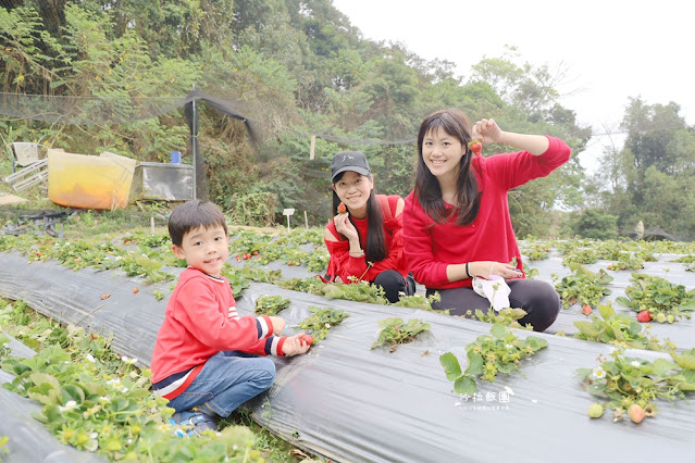 苗栗大湖草莓園推薦『最後一家得草莓園』超大奶油草莓人見人愛