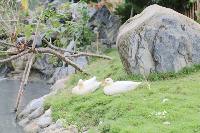 花蓮日式庭園景觀『張家的樹園』餵動物梅花鹿、草泥馬