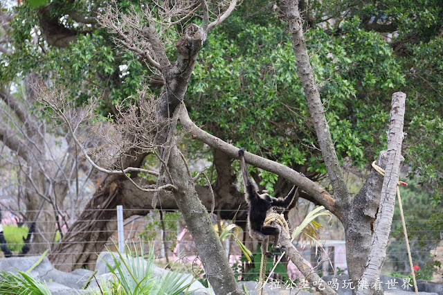 全台最老動物園『新竹動物園』全新打造沒有籠子友善動物園/新竹景點