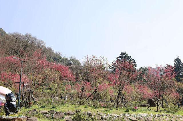 台北景點『陽明公園』陽明山花季/北投景點/櫻花季