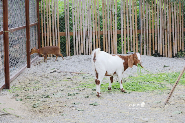 花蓮日式庭園景觀『張家的樹園』餵動物梅花鹿、草泥馬