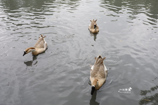 宜蘭景點『宜農牧場』門票100元、餵動物體驗、遊具、親子農場