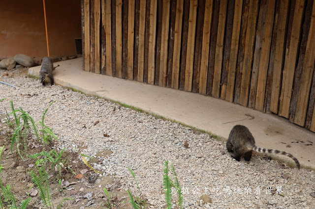 全台最老動物園『新竹動物園』全新打造沒有籠子友善動物園/新竹景點