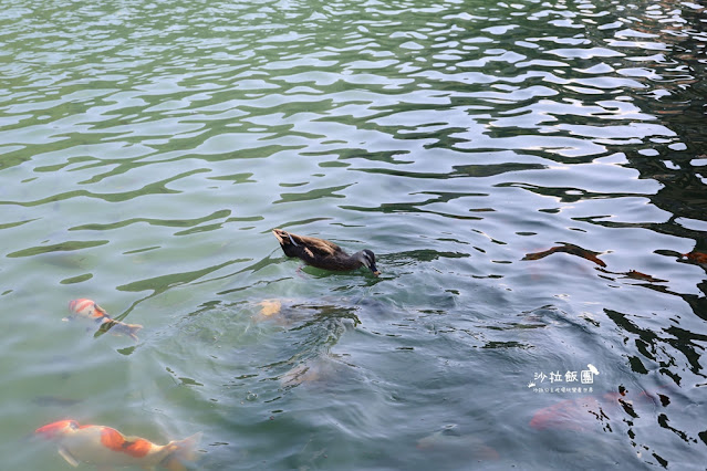 宜蘭【梅花湖風景區】腳踏車、搭船環湖、餵魚，免費親子景點