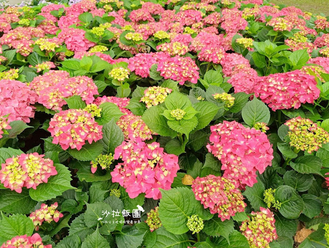 大安森林公園杜鵑花季、繡球花、鋼彈機器人