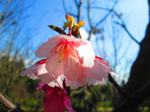 我的秘密花園&平等里賞櫻【平菁街42巷】