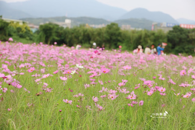 免費入場【2021愛戀關渡花現幸福】5公頃大片花海，北投景點