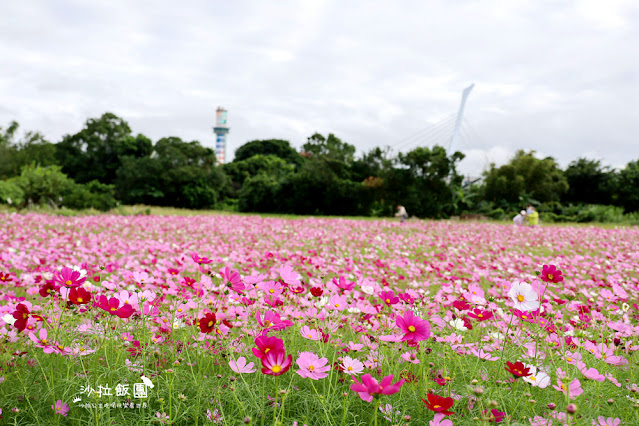 【免費入場】北投景點關渡花海2022愛戀關渡，花現幸福