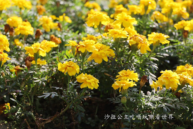 內湖景點『大溝溪親水公園』免費玩水/萬株花海捷運大湖公園站