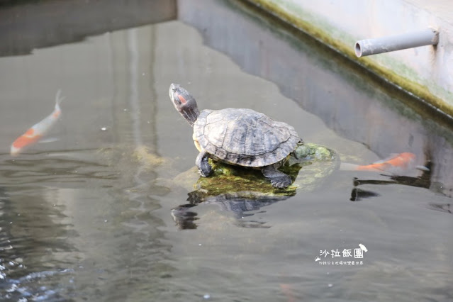 台菜吃到飽『款待台菜經典手路菜吃到飽』中山美食酒家菜魷魚螺肉蒜、菜單