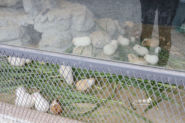 花蓮日式庭園景觀『張家的樹園』餵動物梅花鹿、草泥馬