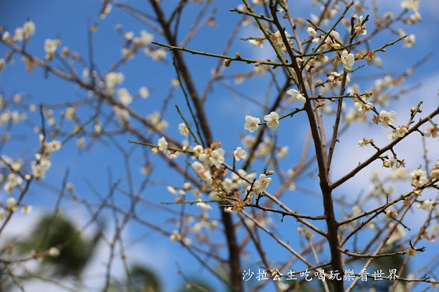 士林景點/台北人不用跑遠『士林官邸落羽松』.梅花.落羽松一起看