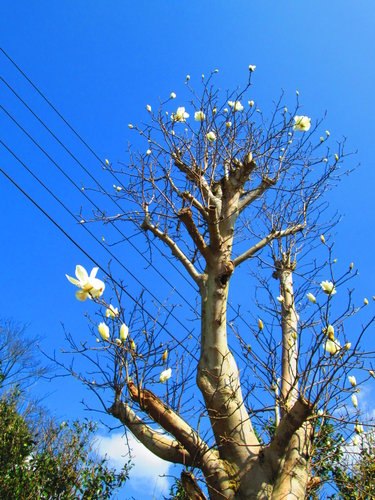 我的秘密花園&平等里賞櫻【平菁街42巷】