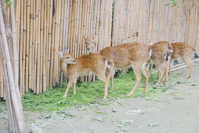 花蓮日式庭園景觀『張家的樹園』餵動物梅花鹿、草泥馬