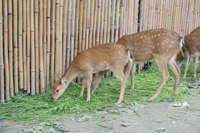 花蓮日式庭園景觀『張家的樹園』餵動物梅花鹿、草泥馬