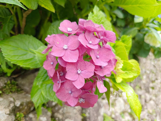 竹子湖繡球花『名陽匍休閒農莊』海芋、繡球花一起賞