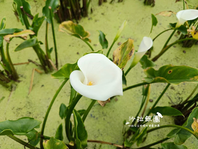 竹子湖繡球花『名陽匍休閒農莊』海芋、繡球花一起賞