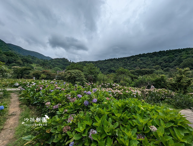 竹子湖土雞『苗榜海芋花園餐廳』繡球花、海芋、土雞