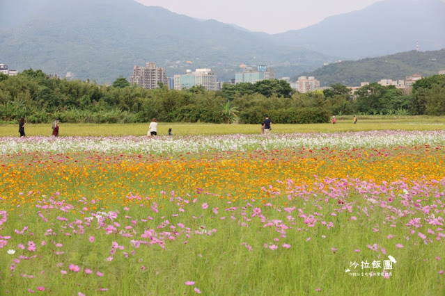 免費入場【2021愛戀關渡花現幸福】5公頃大片花海，北投景點