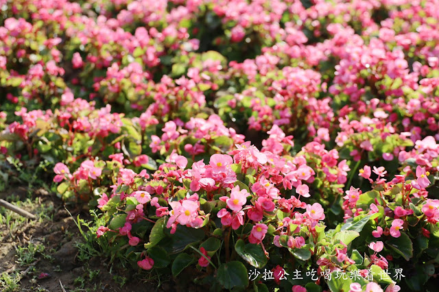 內湖景點『大溝溪親水公園』免費玩水/萬株花海捷運大湖公園站