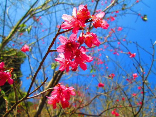 我的秘密花園&平等里賞櫻【平菁街42巷】