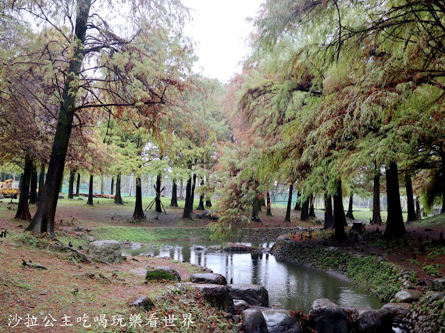 宜蘭羅東落羽松『羅東運動公園』冬季限定/宜蘭羅東景點