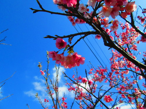 我的秘密花園&平等里賞櫻【平菁街42巷】