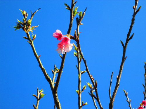 我的秘密花園&平等里賞櫻【平菁街42巷】